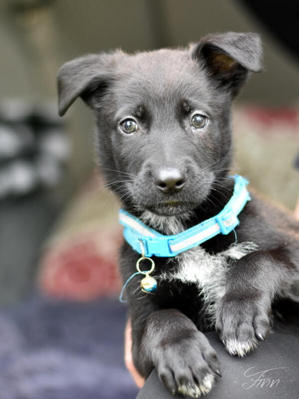 Finn (Tangerine Litter)