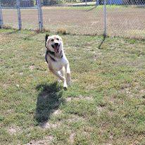 Emmett, an adoptable German Shepherd Dog in ONeill, NE, 68763 | Photo Image 3
