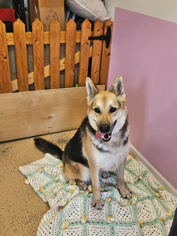 Emmett, an adoptable German Shepherd Dog in ONeill, NE, 68763 | Photo Image 1