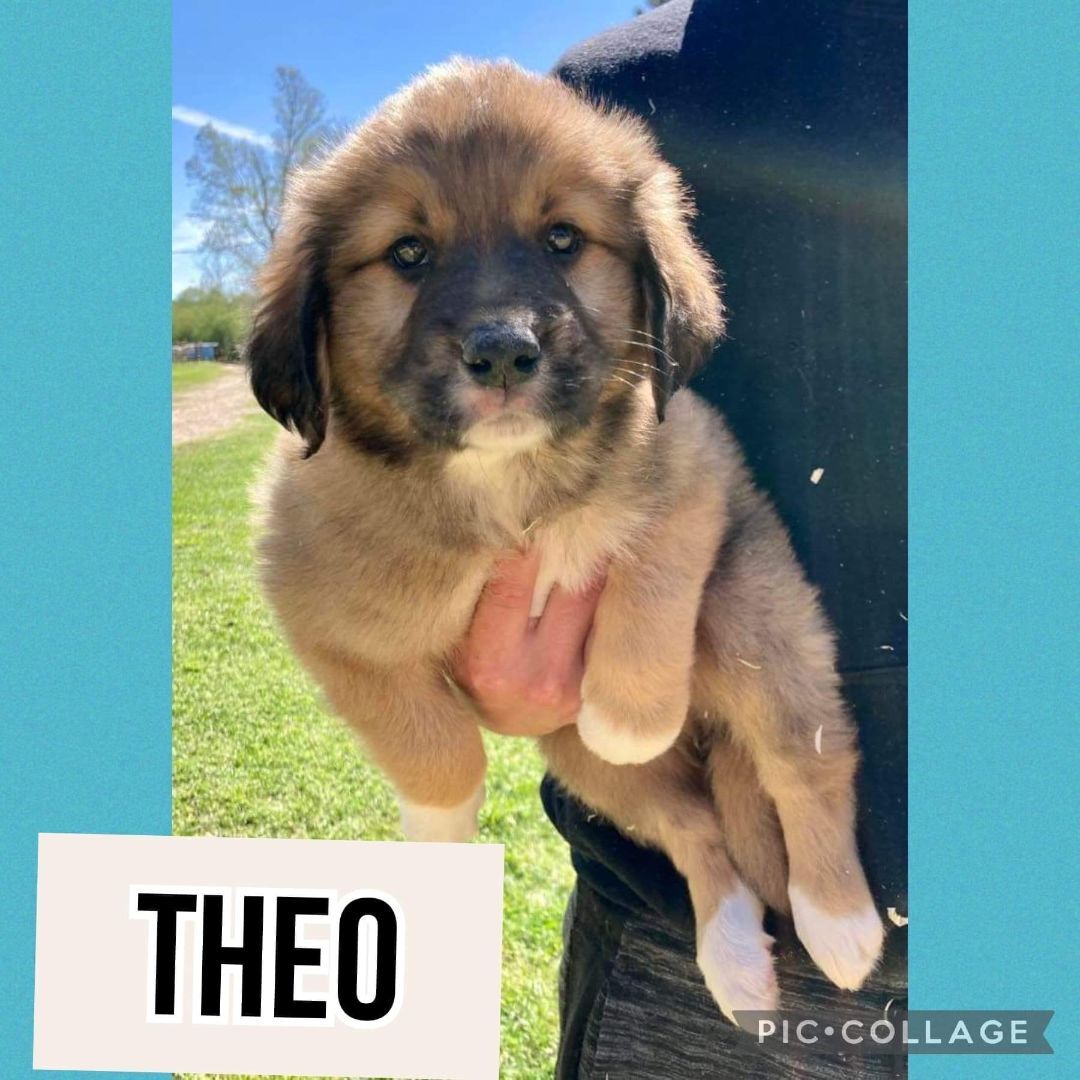 Theo