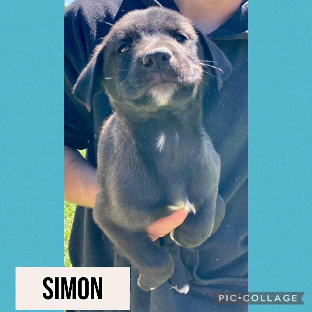 Simon