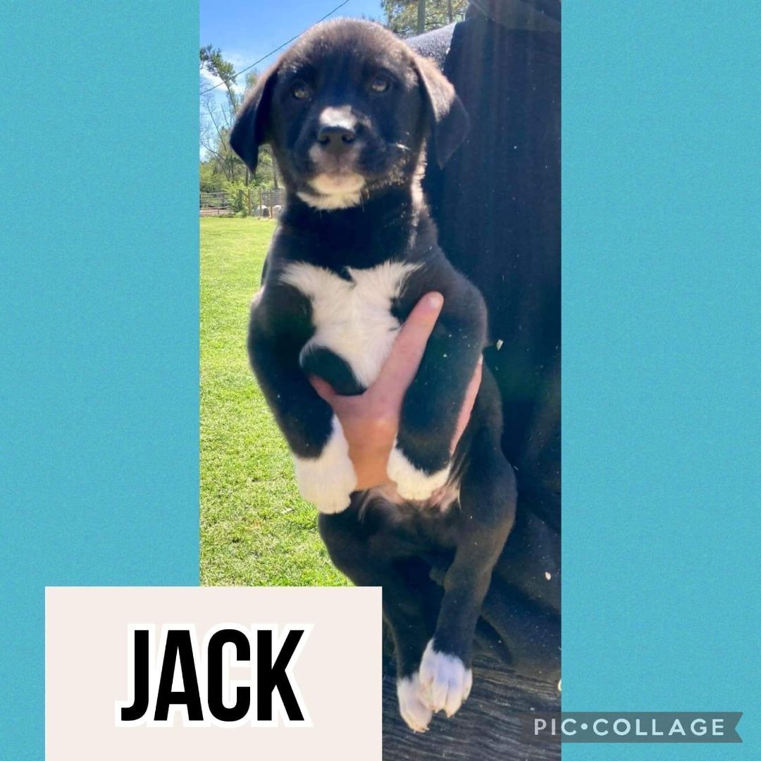 Jack