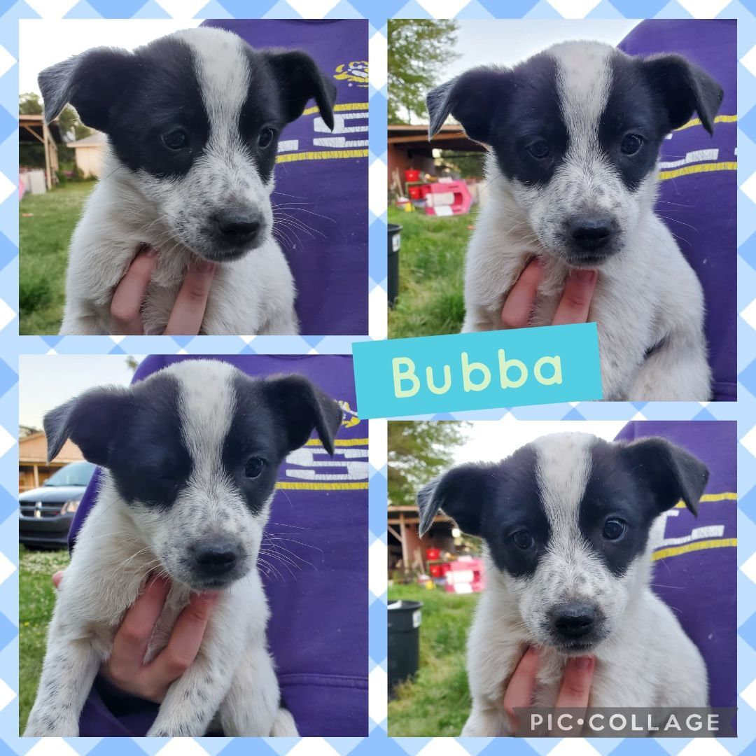 Bubba