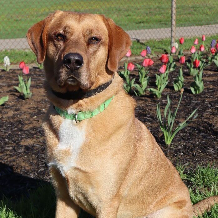 DAWSON - Paws Behind Bars Trained