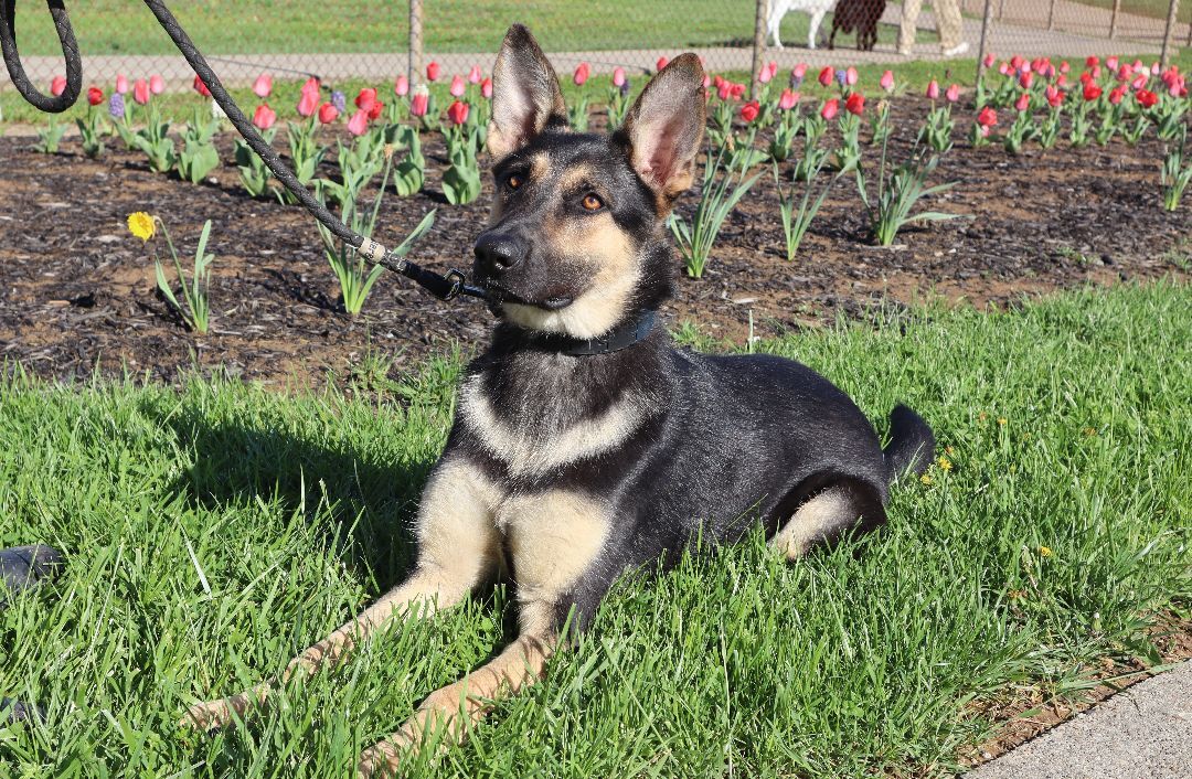 HILDI - Paws Behind Bars Trained