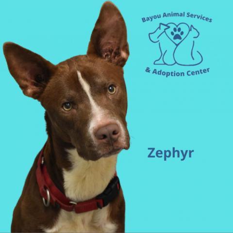 Zephyr