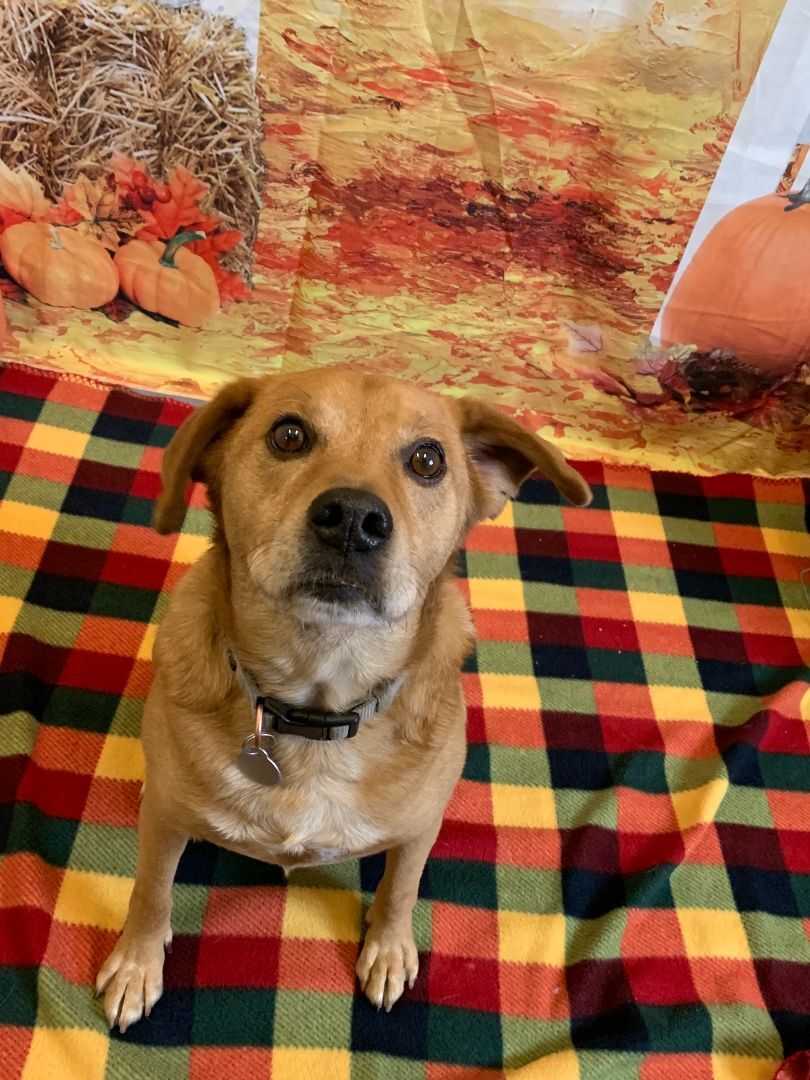 Home Page Animal Rescue Project