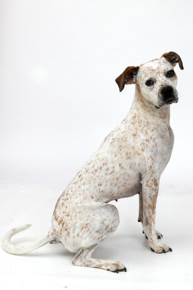 Speckles, an adoptable Labrador Retriever & Cattle Dog Mix in Brunswick, ME_image-1
