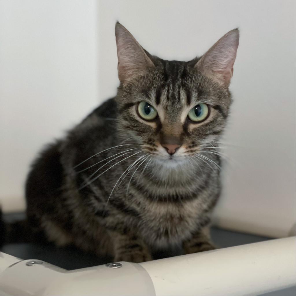 Midir, an adoptable Domestic Short Hair in Franklin , IN, 46131 | Photo Image 1