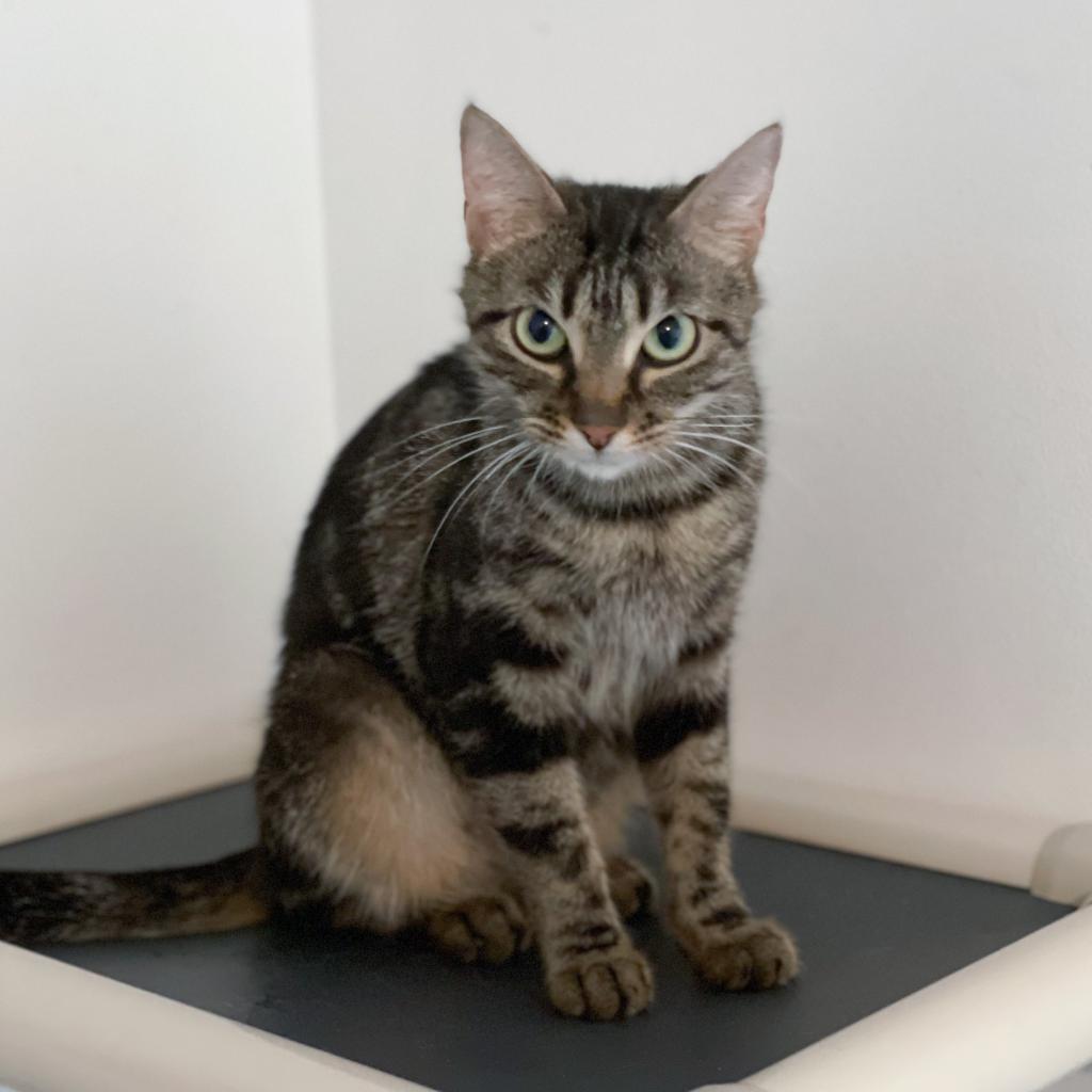 Midir, an adoptable Domestic Short Hair in Franklin , IN, 46131 | Photo Image 2