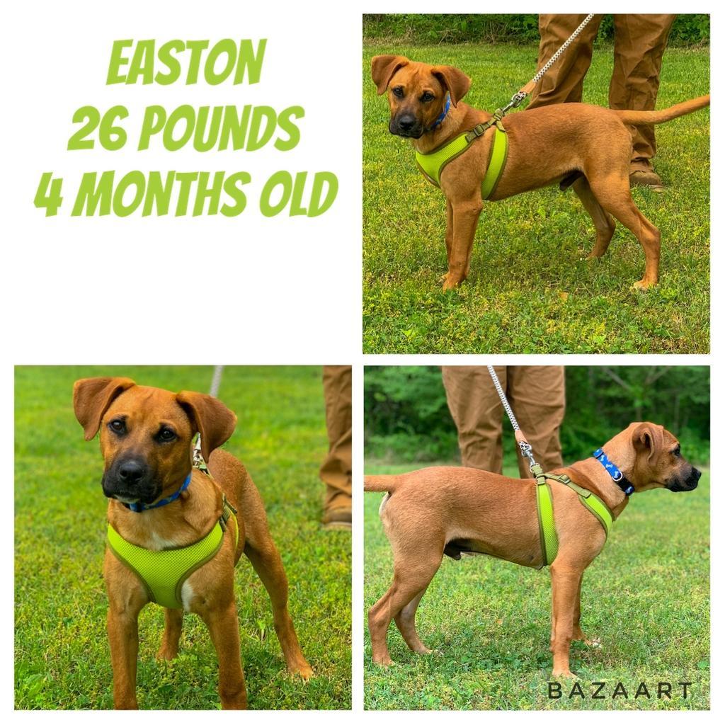 Easton