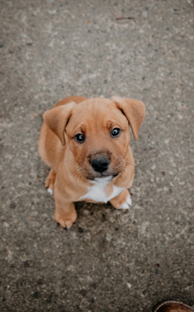 Cannoli