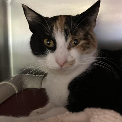 Gemma, an adoptable Calico, Domestic Short Hair in North Myrtle Beach, SC, 29582 | Photo Image 2