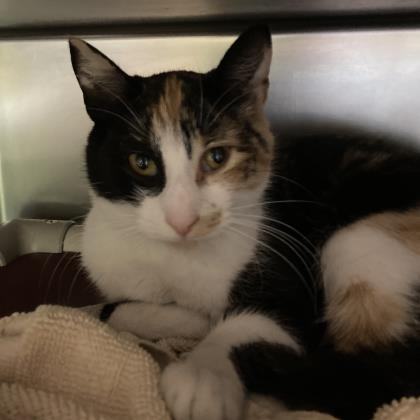 Gemma, an adoptable Calico, Domestic Short Hair in North Myrtle Beach, SC, 29582 | Photo Image 3
