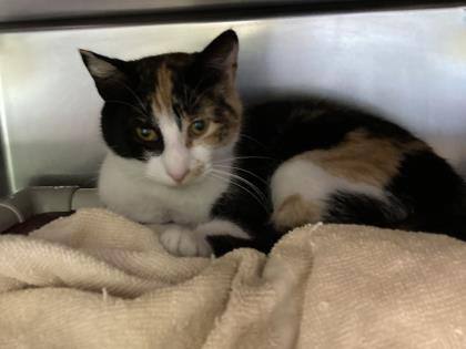 Gemma, an adoptable Calico, Domestic Short Hair in North Myrtle Beach, SC, 29582 | Photo Image 4