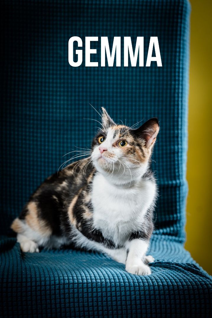 Gemma, an adoptable Calico, Domestic Short Hair in North Myrtle Beach, SC, 29582 | Photo Image 5