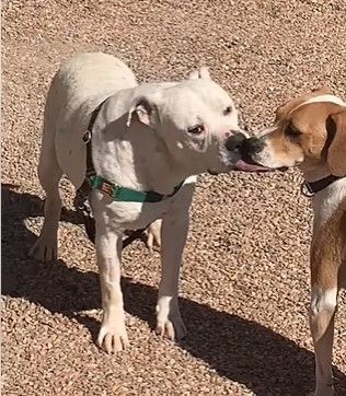 Chance, an adoptable American Bulldog in Mountainair, NM, 87036 | Photo Image 2