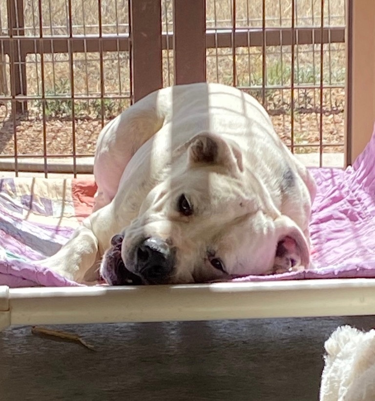 Chance, an adoptable American Bulldog in Mountainair, NM, 87036 | Photo Image 3