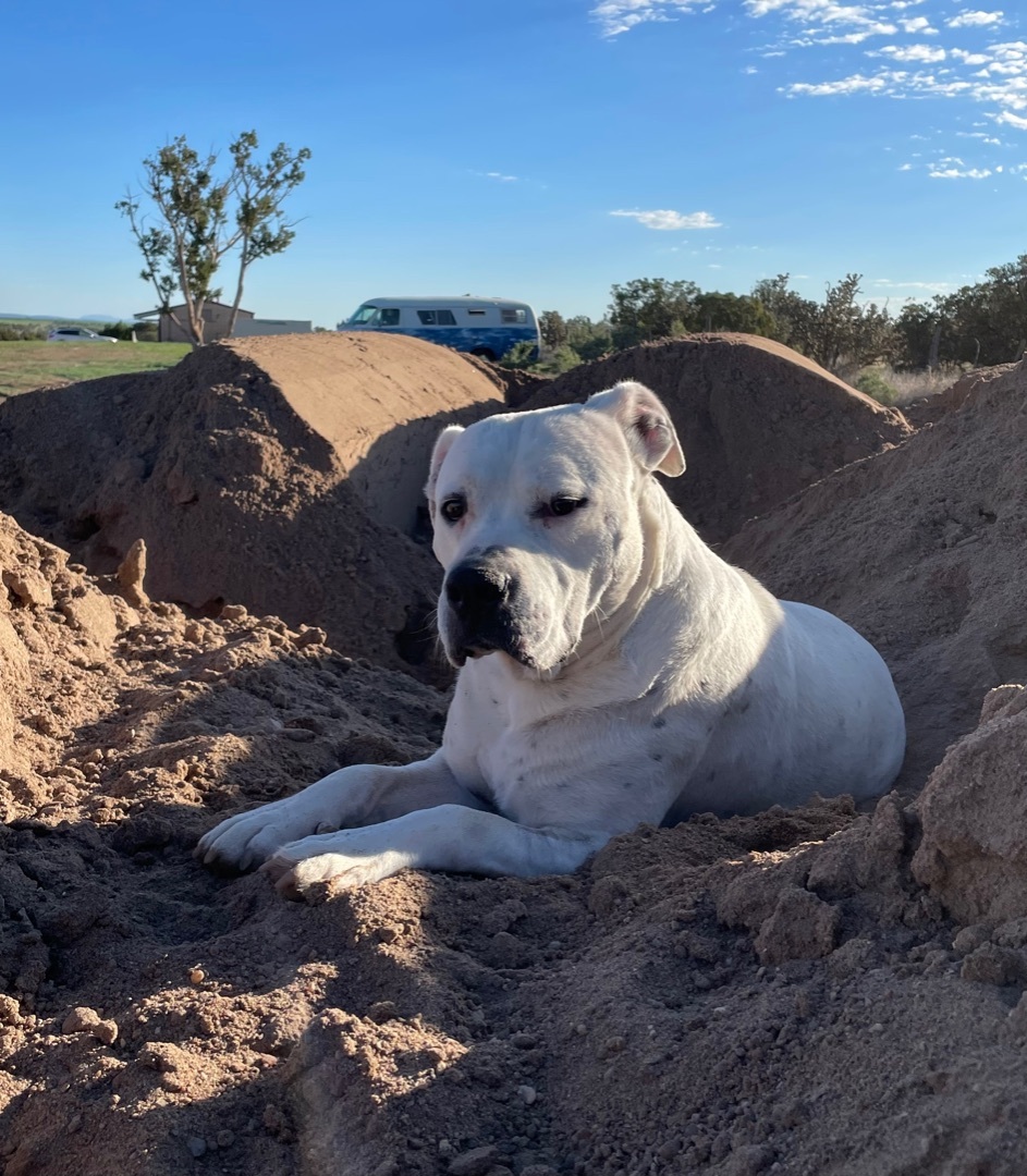 Chance, an adoptable American Bulldog in Mountainair, NM, 87036 | Photo Image 4