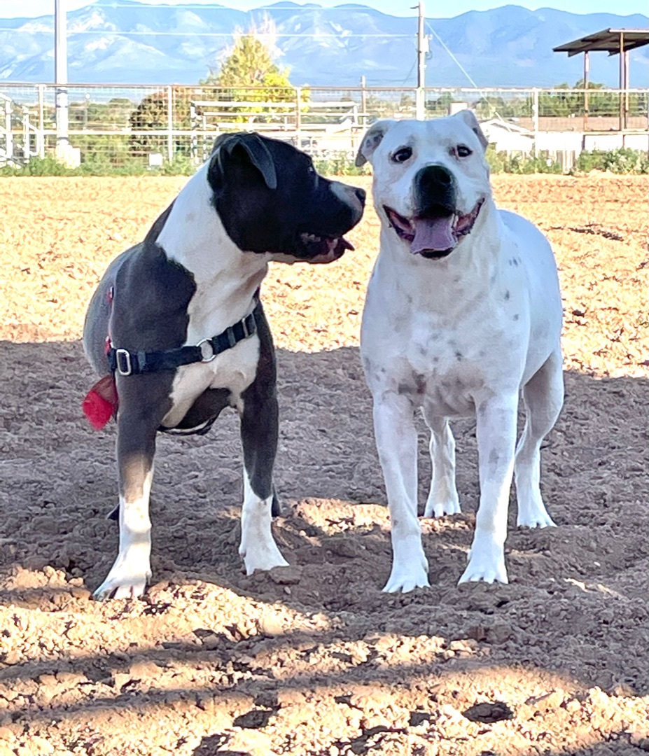 Chance, an adoptable American Bulldog in Mountainair, NM, 87036 | Photo Image 5