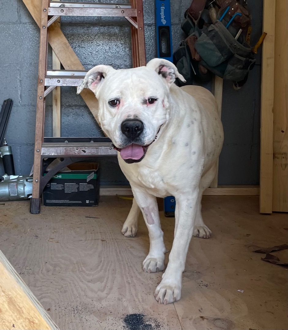 Chance, an adoptable American Bulldog in Mountainair, NM, 87036 | Photo Image 1