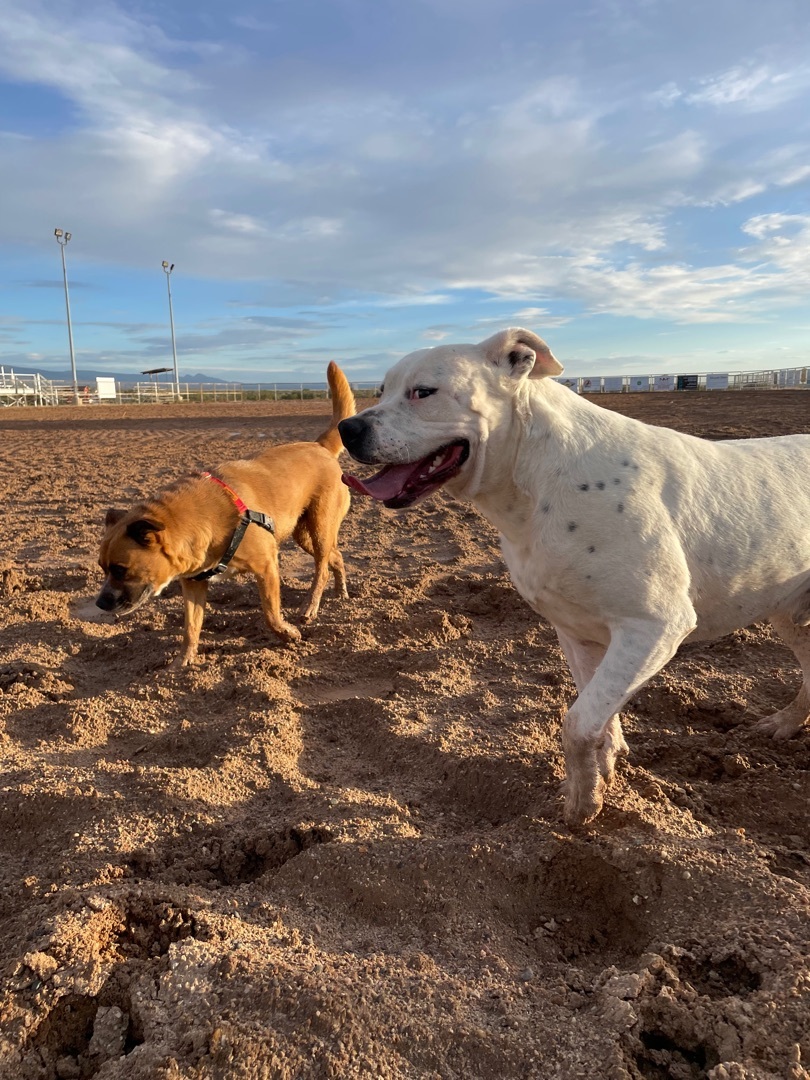 Chance, an adoptable American Bulldog in Mountainair, NM, 87036 | Photo Image 6