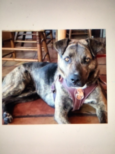 Luca, an adoptable Mixed Breed in Corrales, NM, 87048 | Photo Image 1