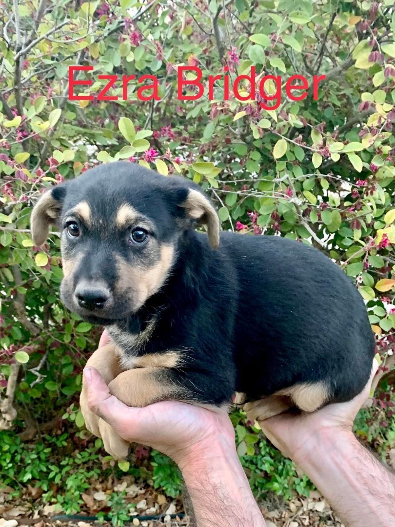 Ezra Bridger