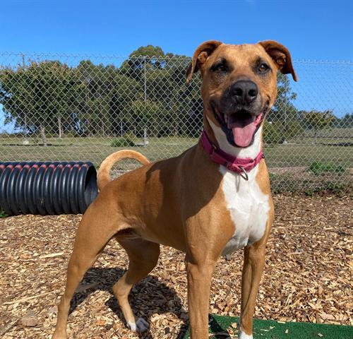 ROBIN, an adoptable Rhodesian Ridgeback, Mixed Breed in McKinleyville, CA, 95519 | Photo Image 1