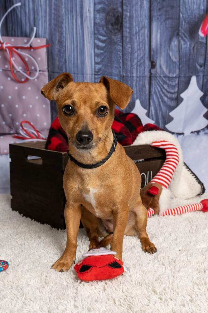 Dachshund mix - Pandora