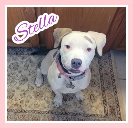 Stella