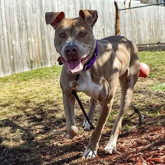 Bronx, an adoptable Pit Bull Terrier in Belleville, MI, 48111 | Photo Image 2