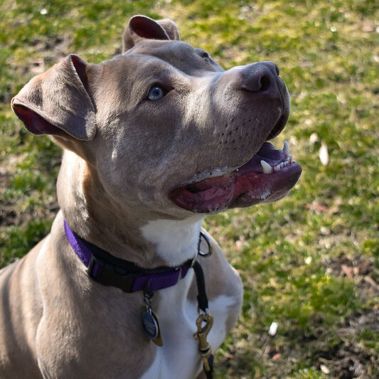Bronx, an adoptable Pit Bull Terrier in Belleville, MI, 48111 | Photo Image 6