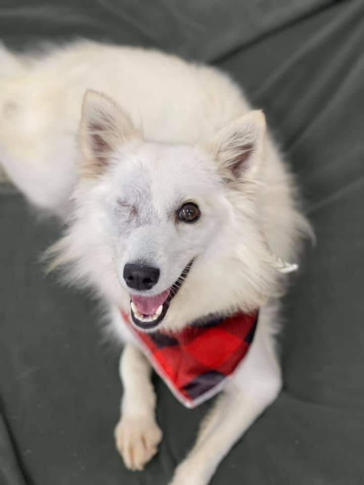 Phlox-Needs Foster!, an adoptable American Eskimo Dog in Saint Louis, MO_image-2