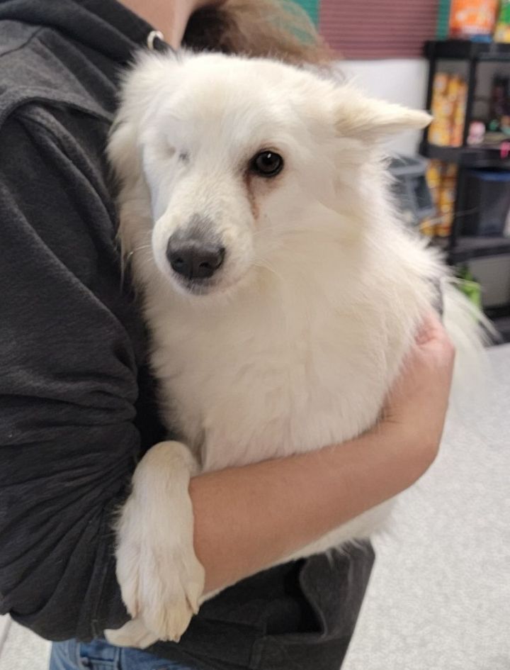 Phlox-Adopted!, an adoptable American Eskimo Dog in Saint Louis, MO_image-4