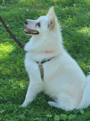 Phlox-Adopted!, an adoptable American Eskimo Dog in Saint Louis, MO_image-5