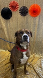 Bartholomew, an adoptable Boxer & Mastiff Mix in Johnstown, PA_image-1