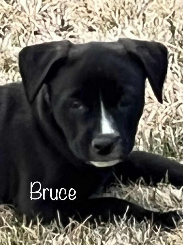 Bruce