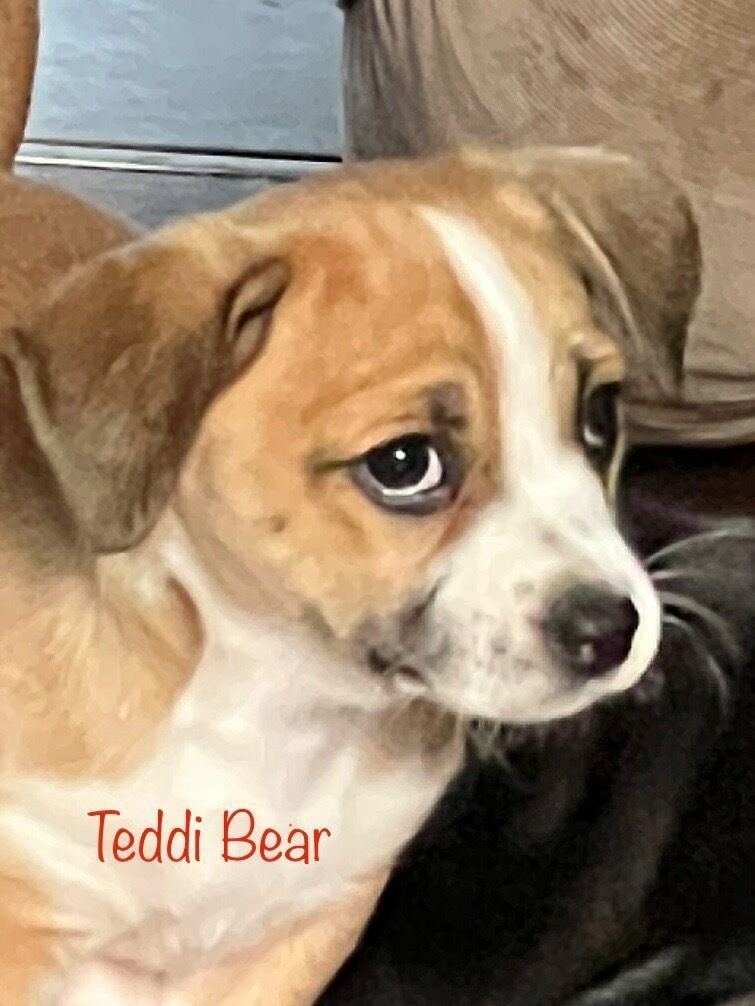 Teddi Bear