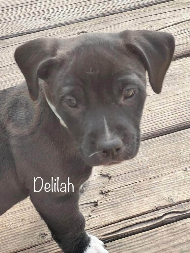 Delilah