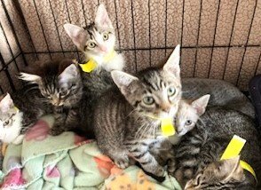 ABANDONED KITTENS-FOSTERS NEEDED URGENTLY!