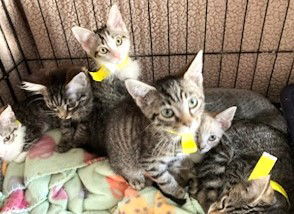 ABANDONED KITTENS-FOSTERS NEEDED URGENTLY!, an adoptable Domestic Short Hair in Franklin, TN, 37069 | Photo Image 1