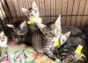 ABANDONED KITTENS-FOSTERS NEEDED URGENTLY! photo 1