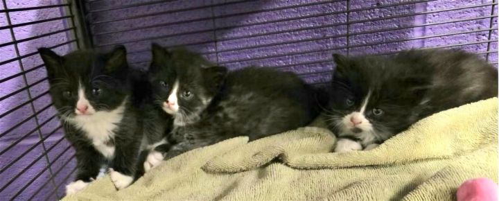 ABANDONED KITTENS-FOSTERS NEEDED URGENTLY! 2