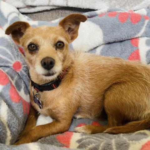 Abril, an adoptable Terrier & Dachshund Mix in San Diego, CA_image-1