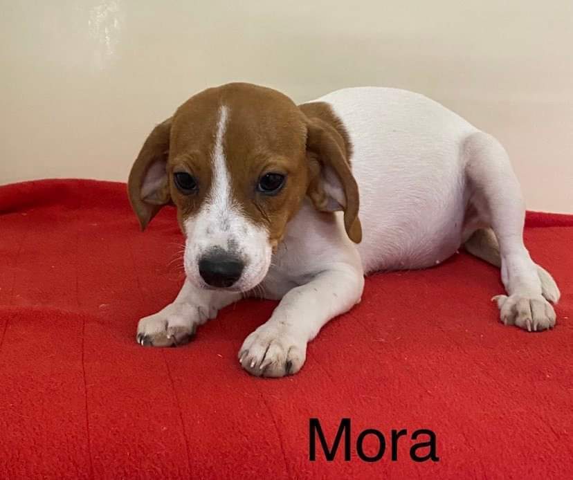 Mora