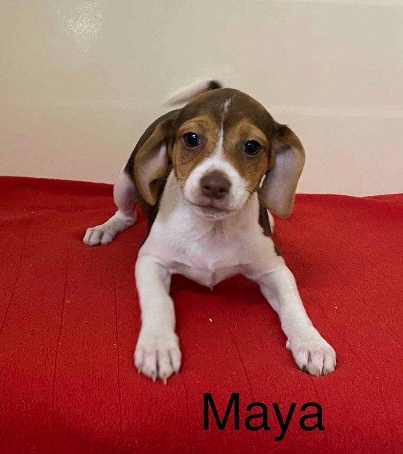 Maya