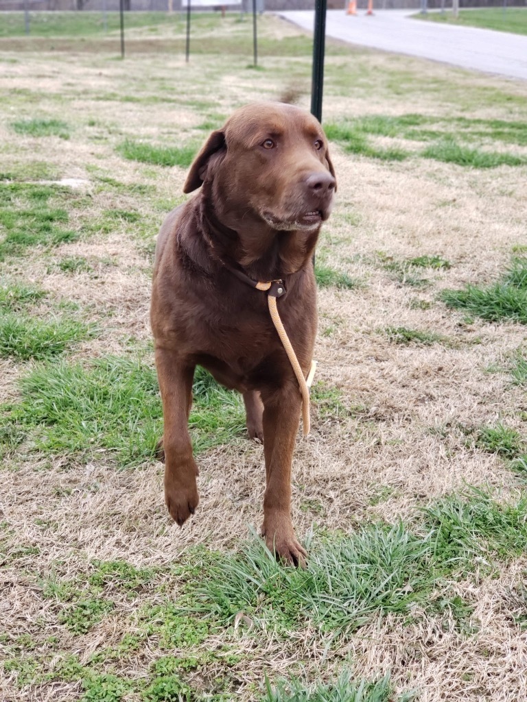 Chocolate Chunk