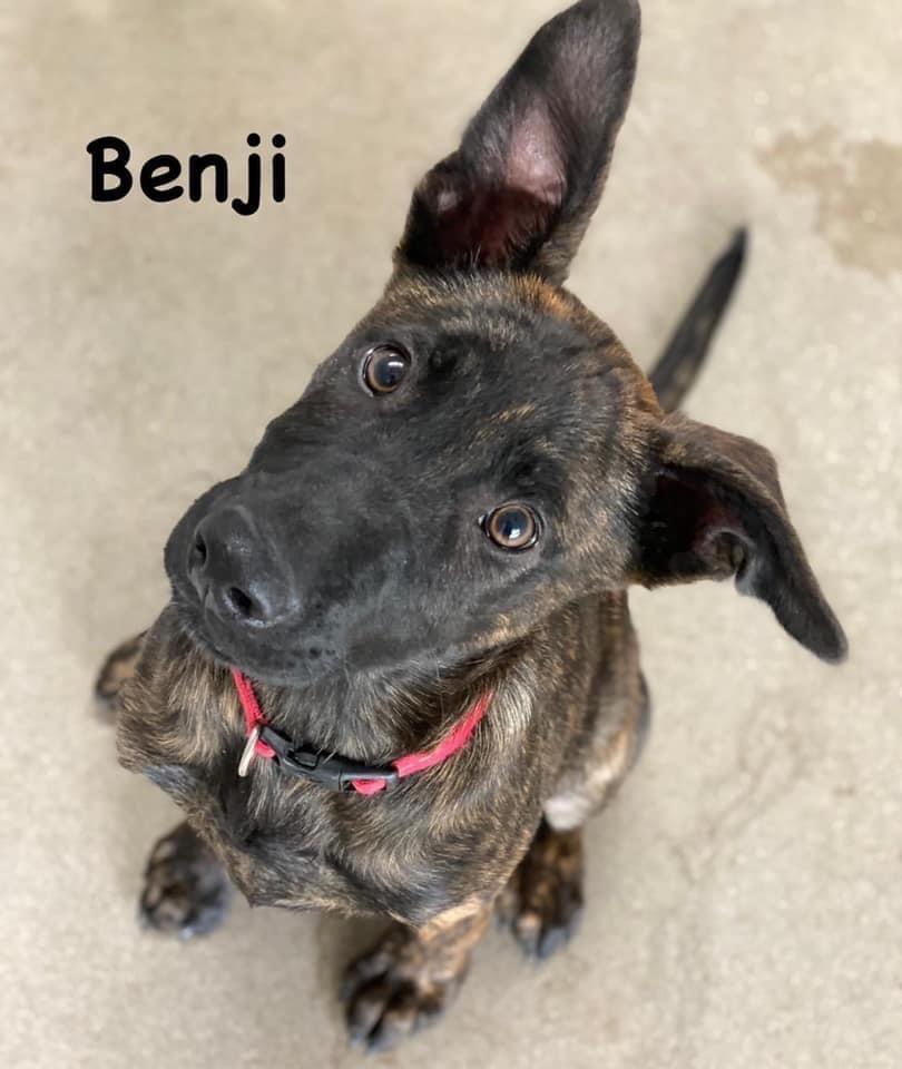 Benji