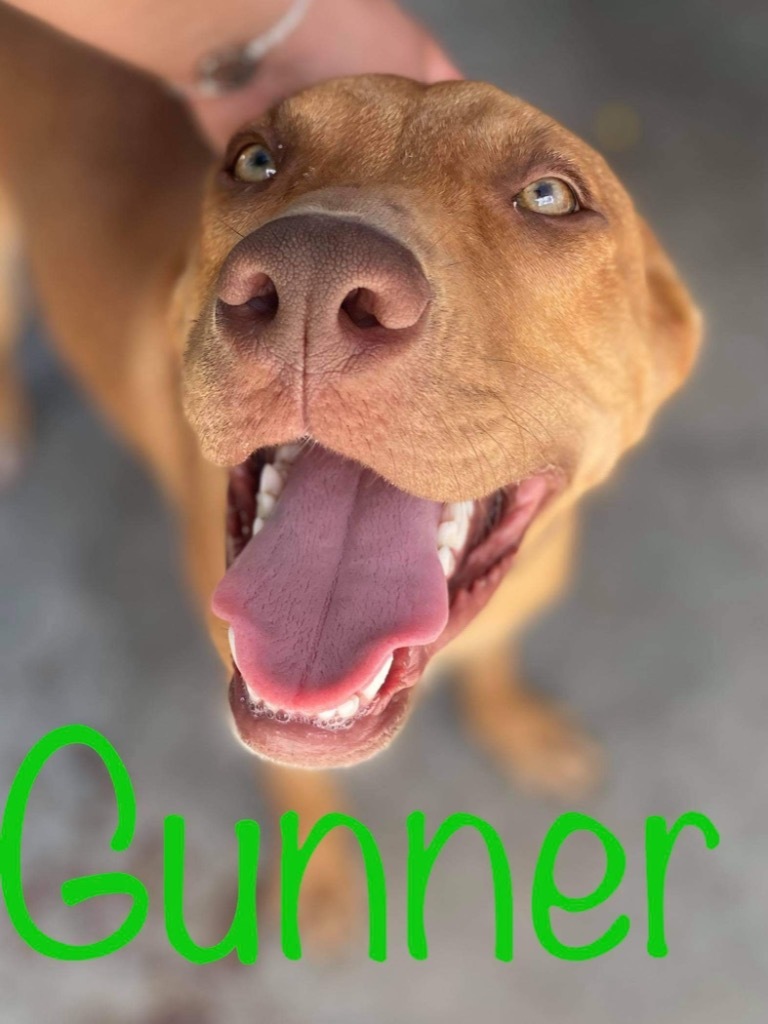 Gunner, an adoptable Labrador Retriever in Big Spring, TX, 79720 | Photo Image 1